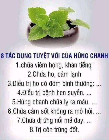 siro húng chanh tại Hải phòng